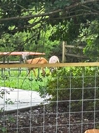 Our deer friends! One of the highlights of our stay was deer watching!