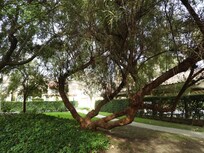 Amenities available, playgrounds for kids and swiming pool.