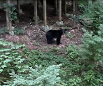 This pic wax taken from the back deck. Bear was at the neighbor’s.