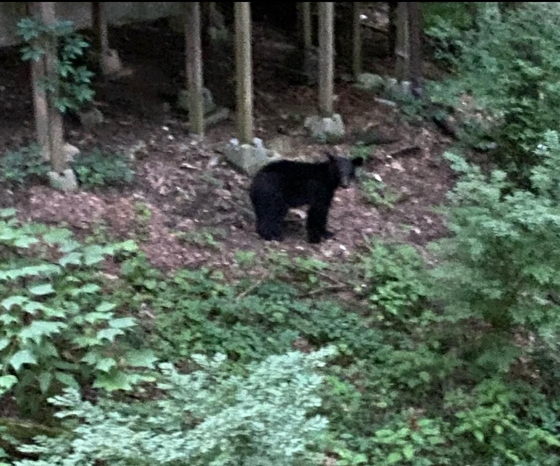 This pic wax taken from the back deck. Bear was at the neighbor’s.