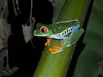 Frog from night tour