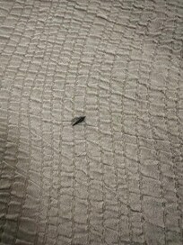 ??? Possible mouse dropping.