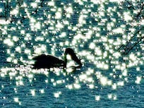 Loved watching the pelicans