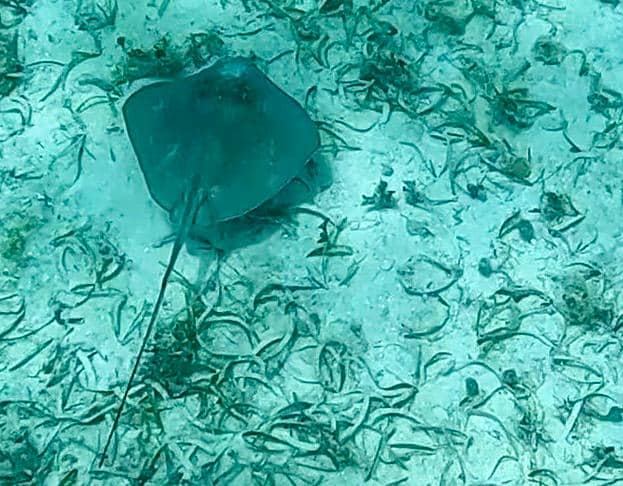 Spotted several rays.