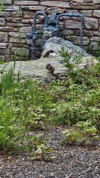 Chipmunks were super adorable!