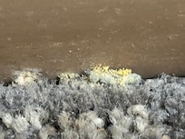 Mold spores