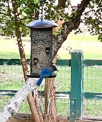 Bird feeder!