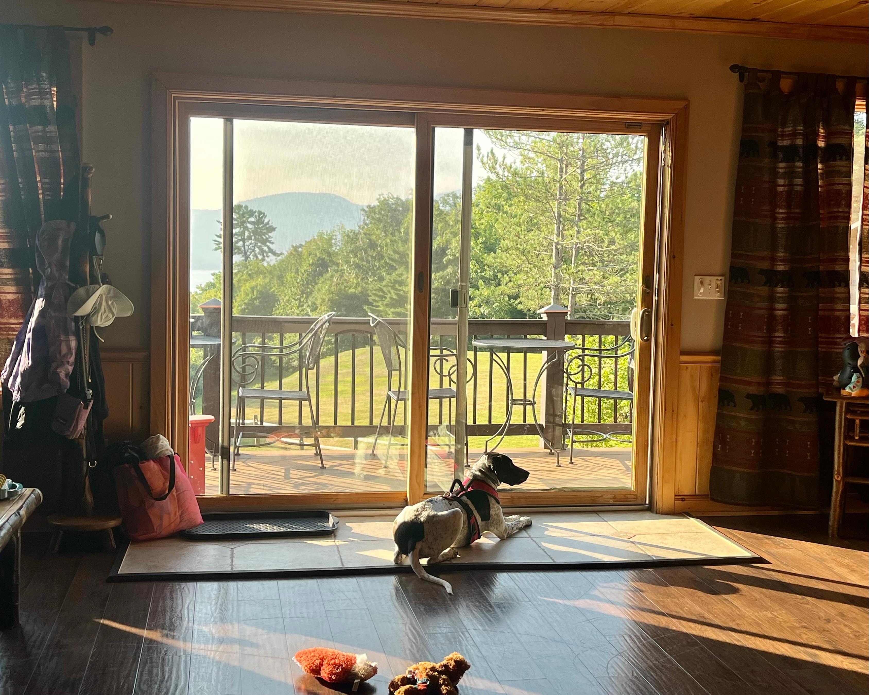 Our pup enjoying the morning view.