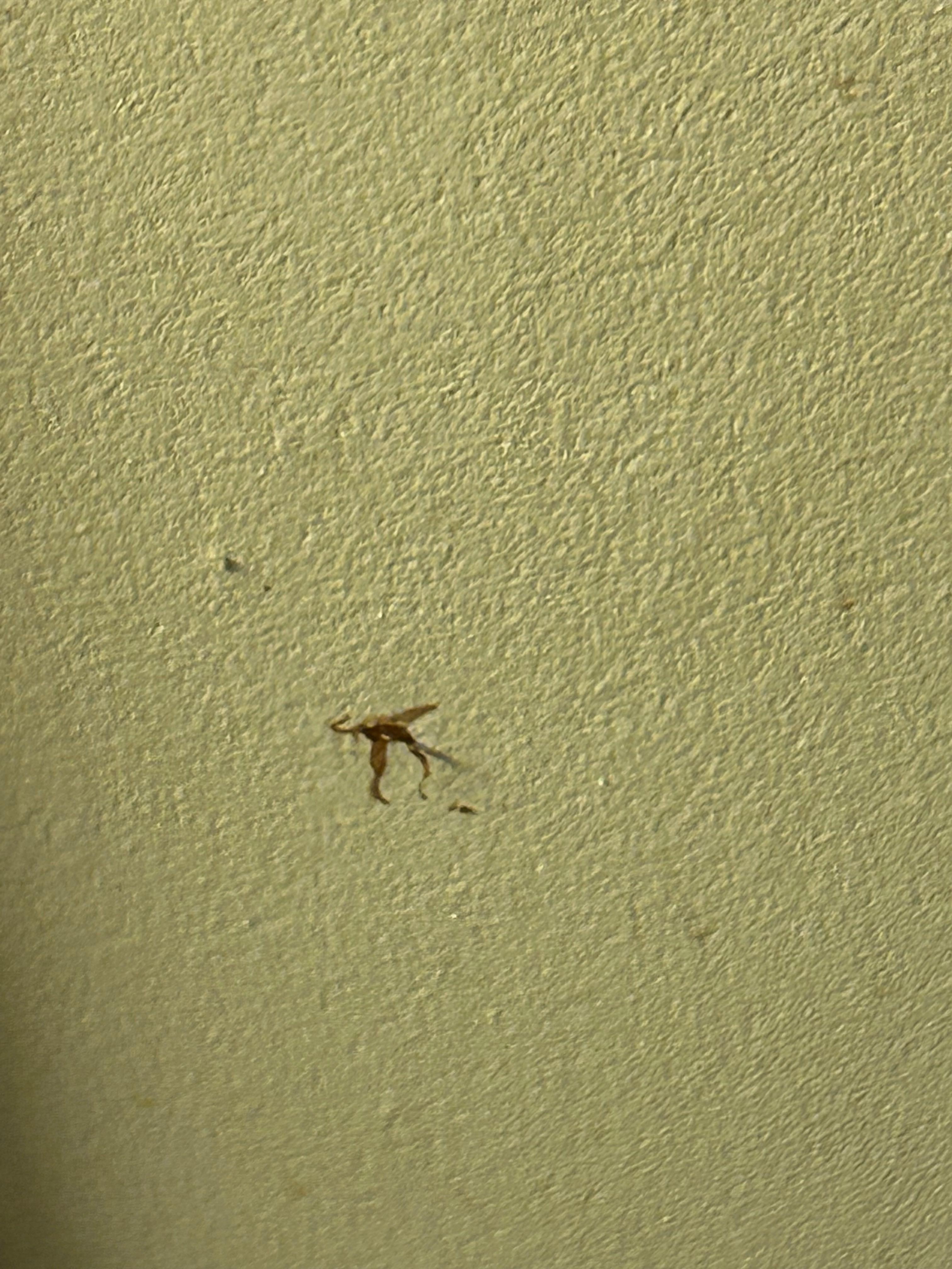 Killed dead bug still on wall