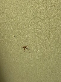 Killed dead bug still on wall