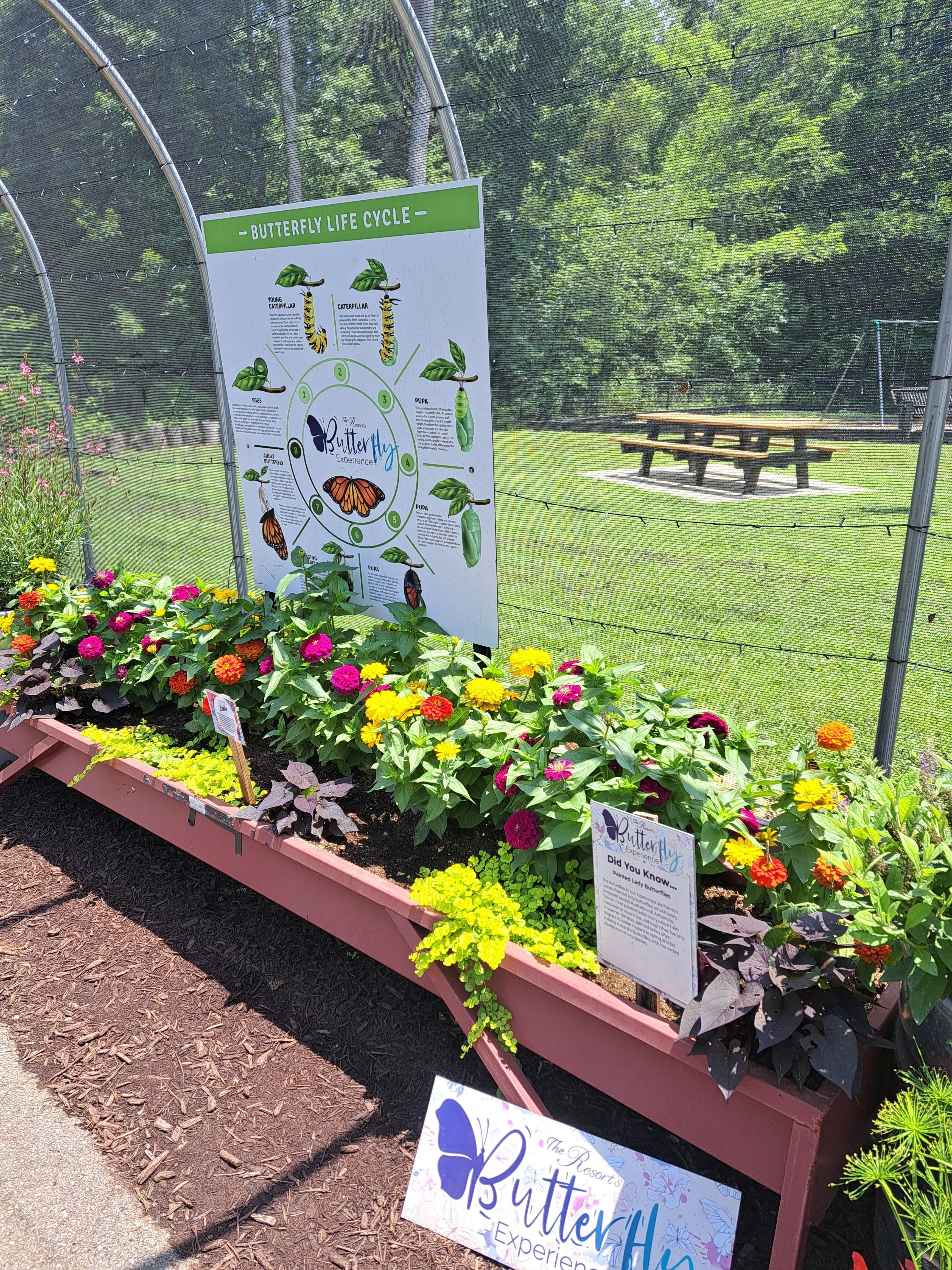 Butterfly house during the summer