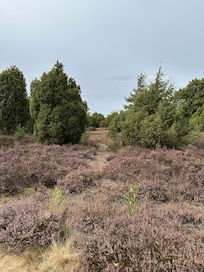 Ellerndorfer Wacholderheide