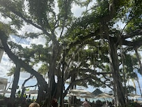 Beautiful Banyan tree