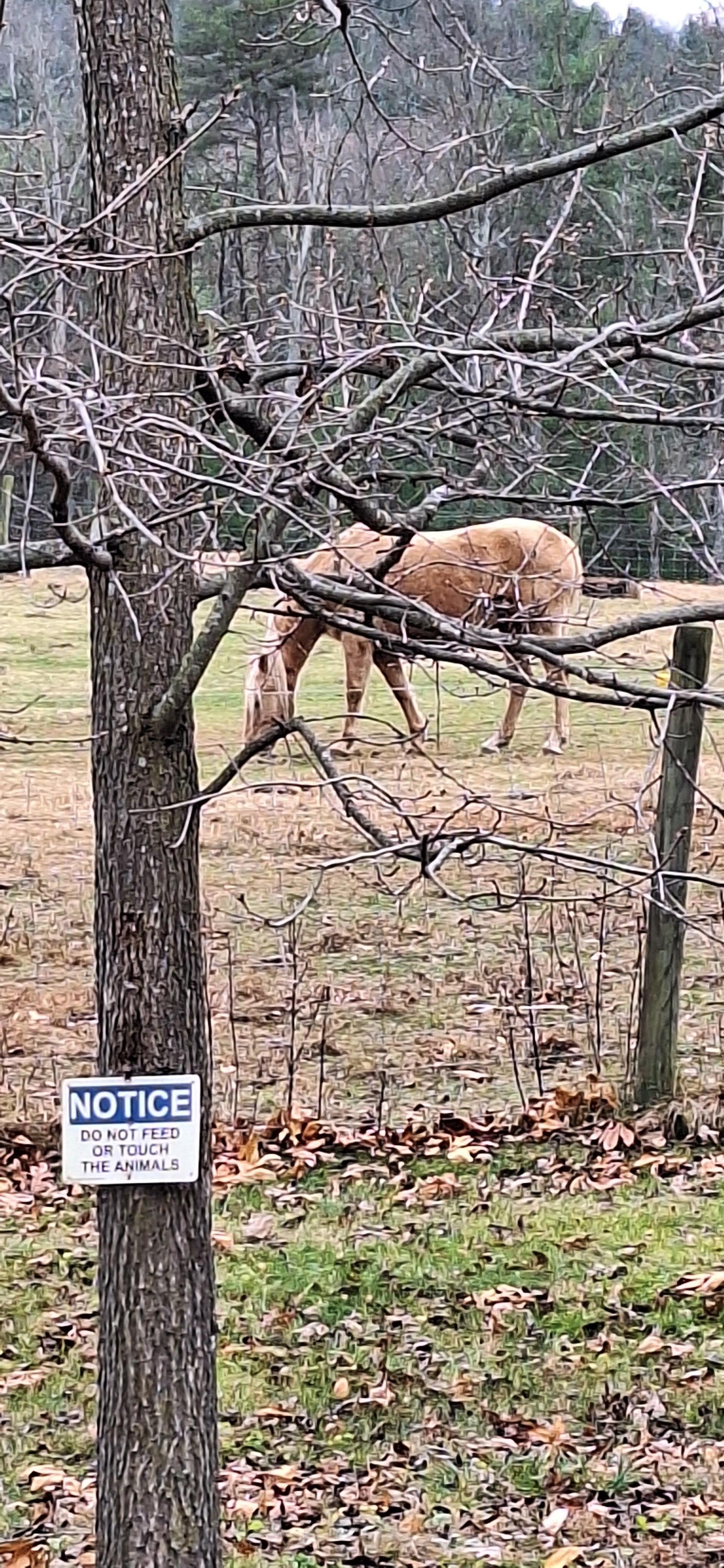 Every morning we would see the animals on the farm.