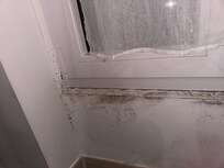 Mold by window
