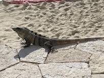 Iguana’s everywhere!