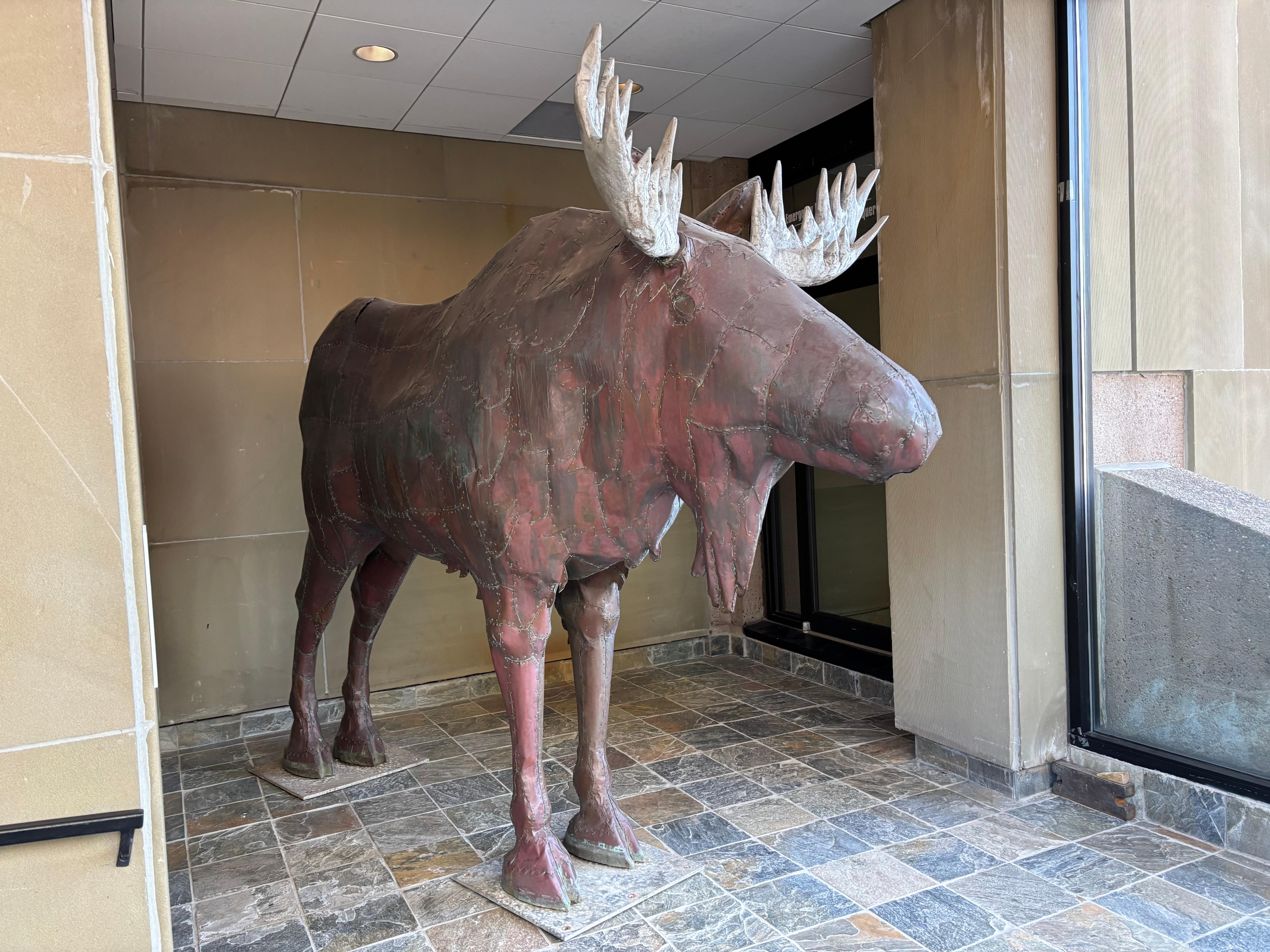 The moose at the Confederation Centre of the Arts Museum 