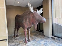 The moose at the Confederation Centre of the Arts Museum