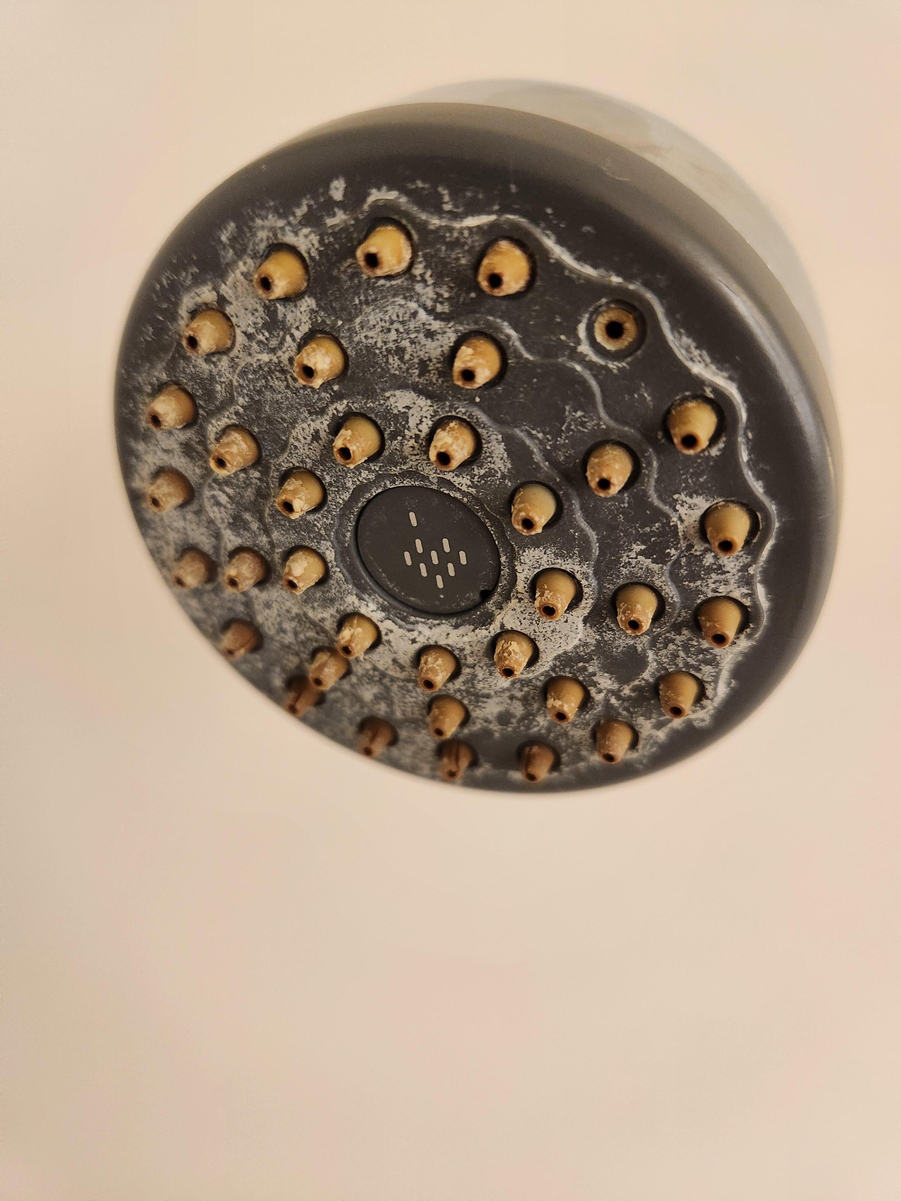 Moldy/lime covered shower head