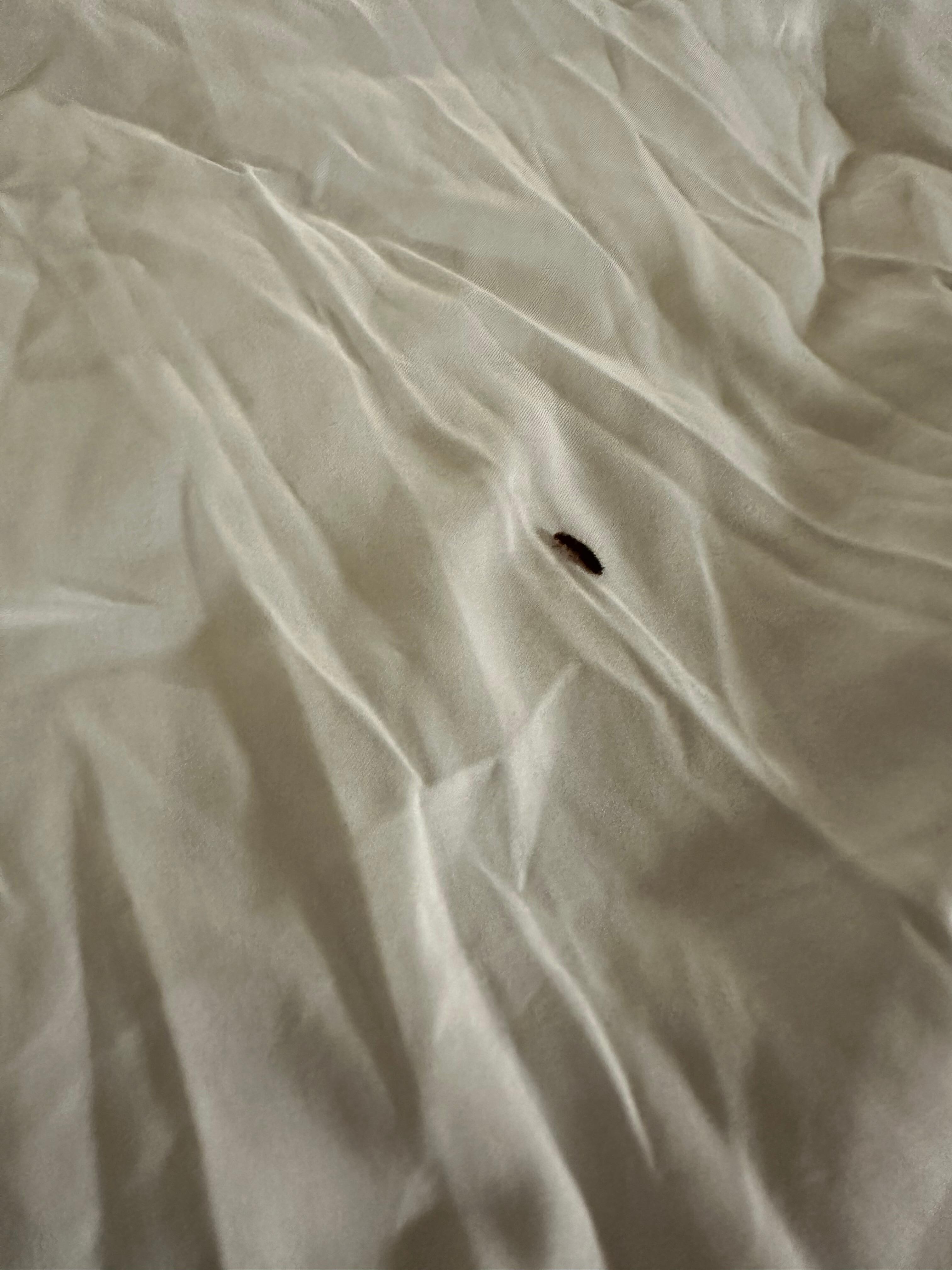 Bug in bed
