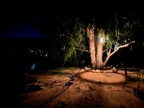 West side area with mature pepper tree and lamp