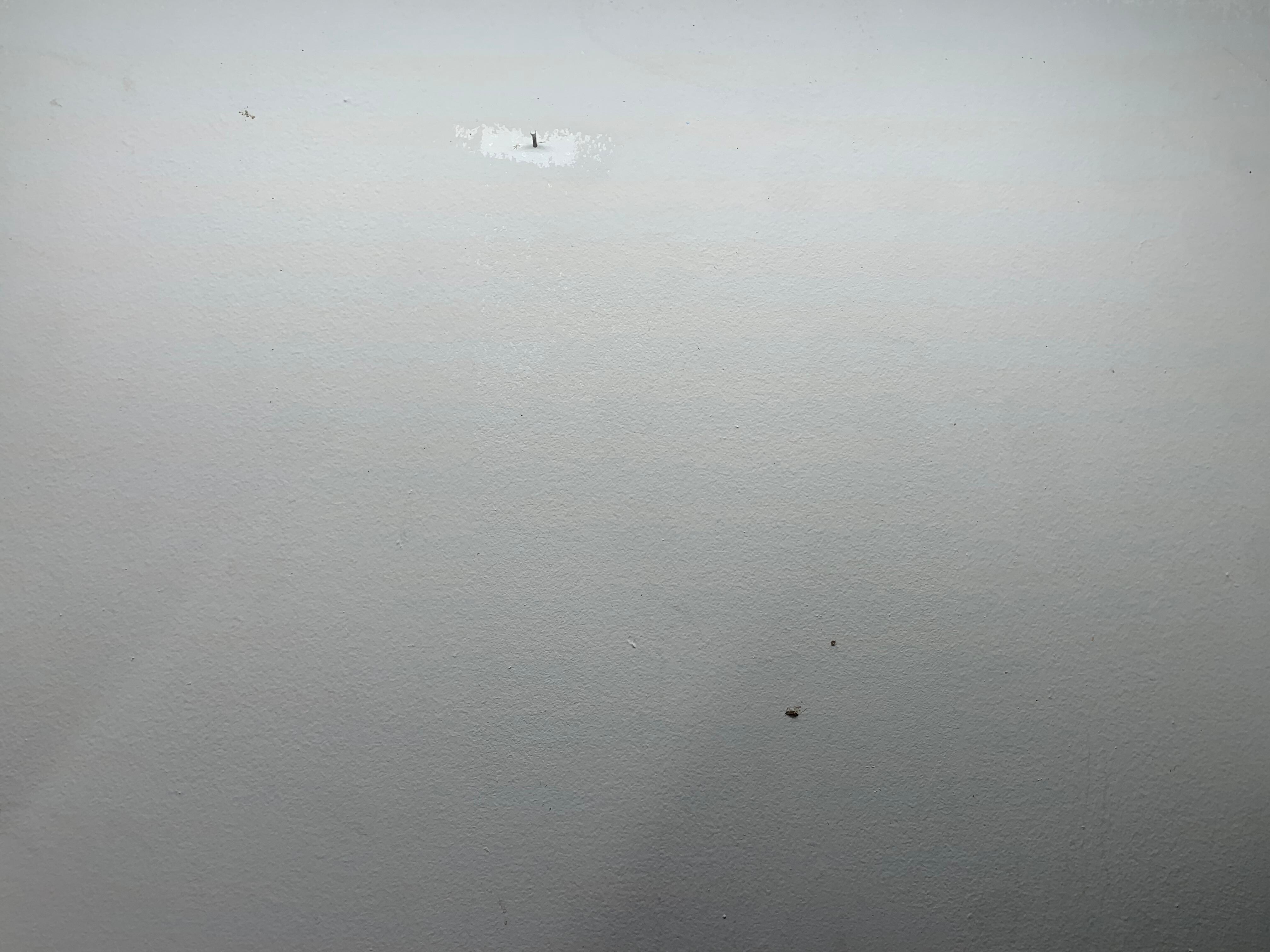 Bugs