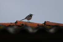 Die Bachstelze baut auch am Nest