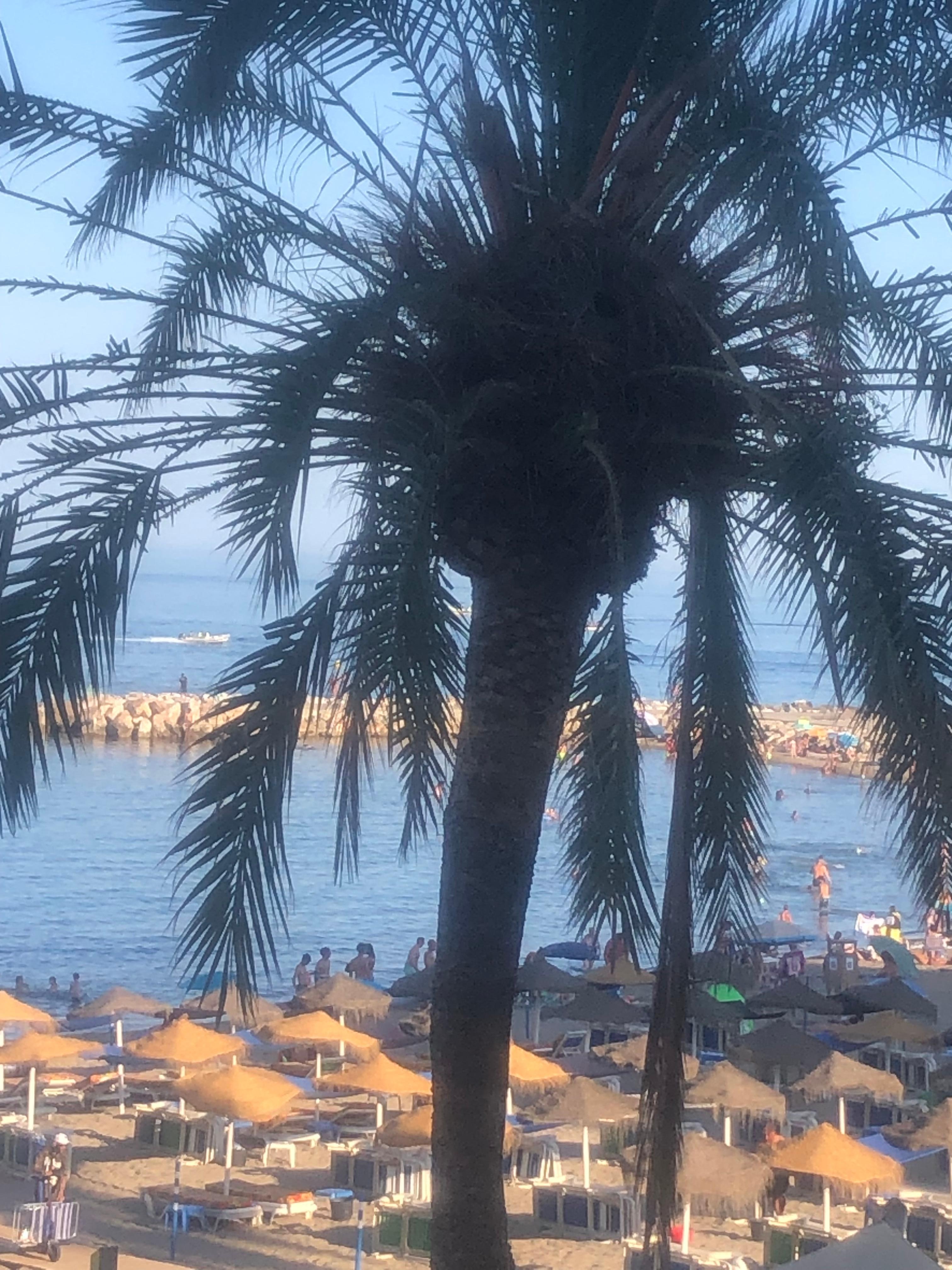 View from patio .. parakeets nesting đ