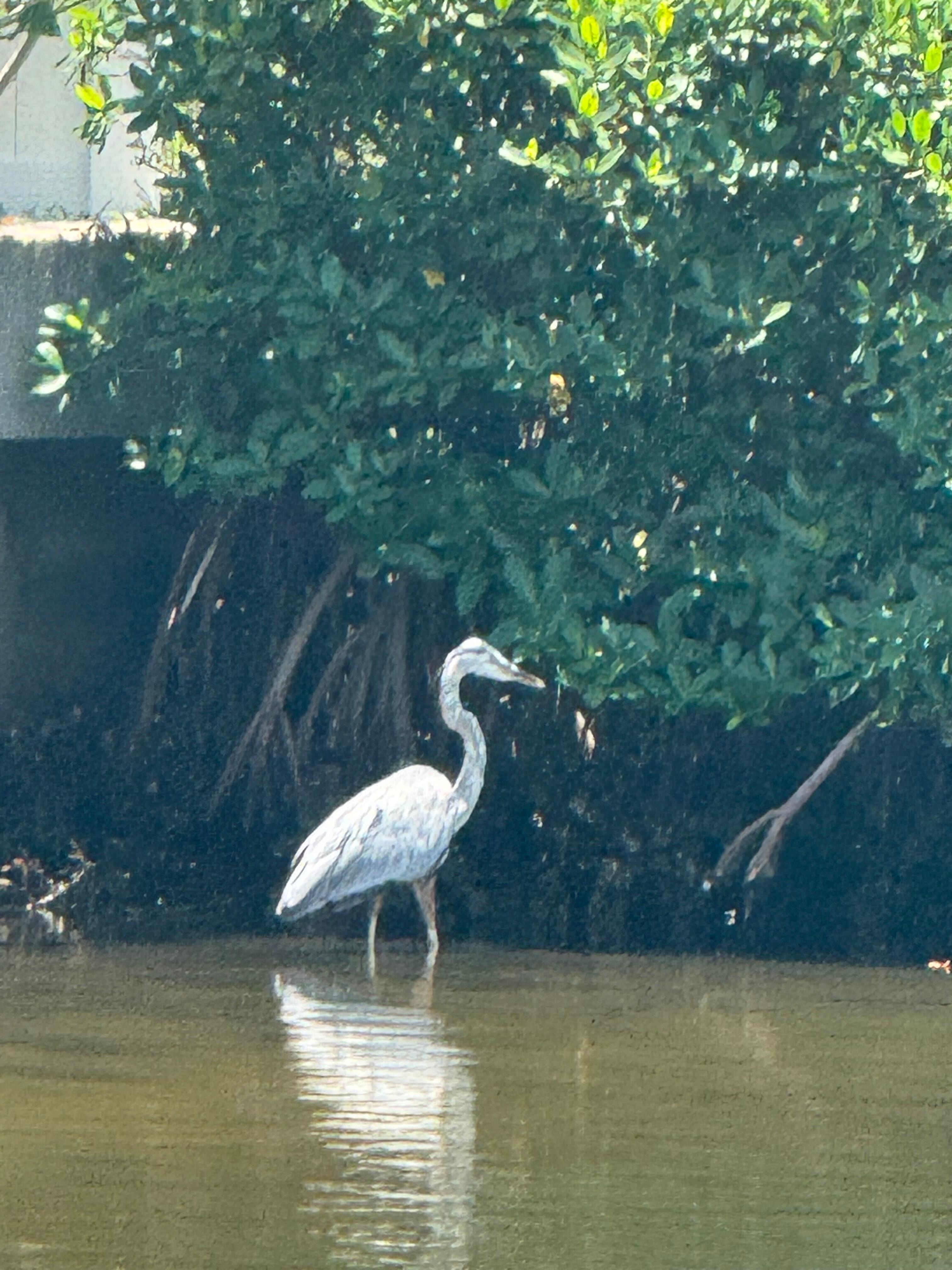 The kind of nature you get right off the dock