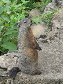 This little guy, we named him Oscar, the ground hog was a nice surprise.