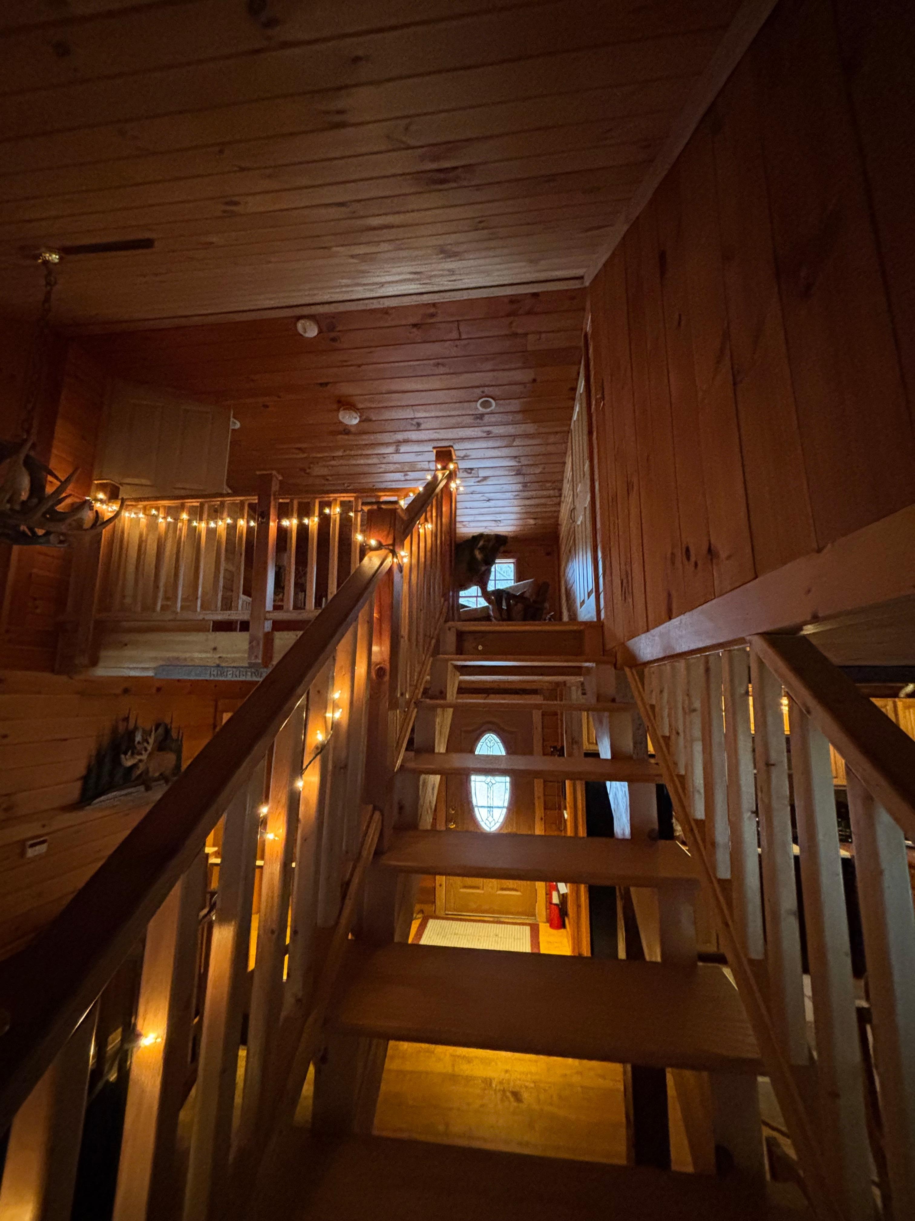 The dogs got used to the stairs and loved going up and down.