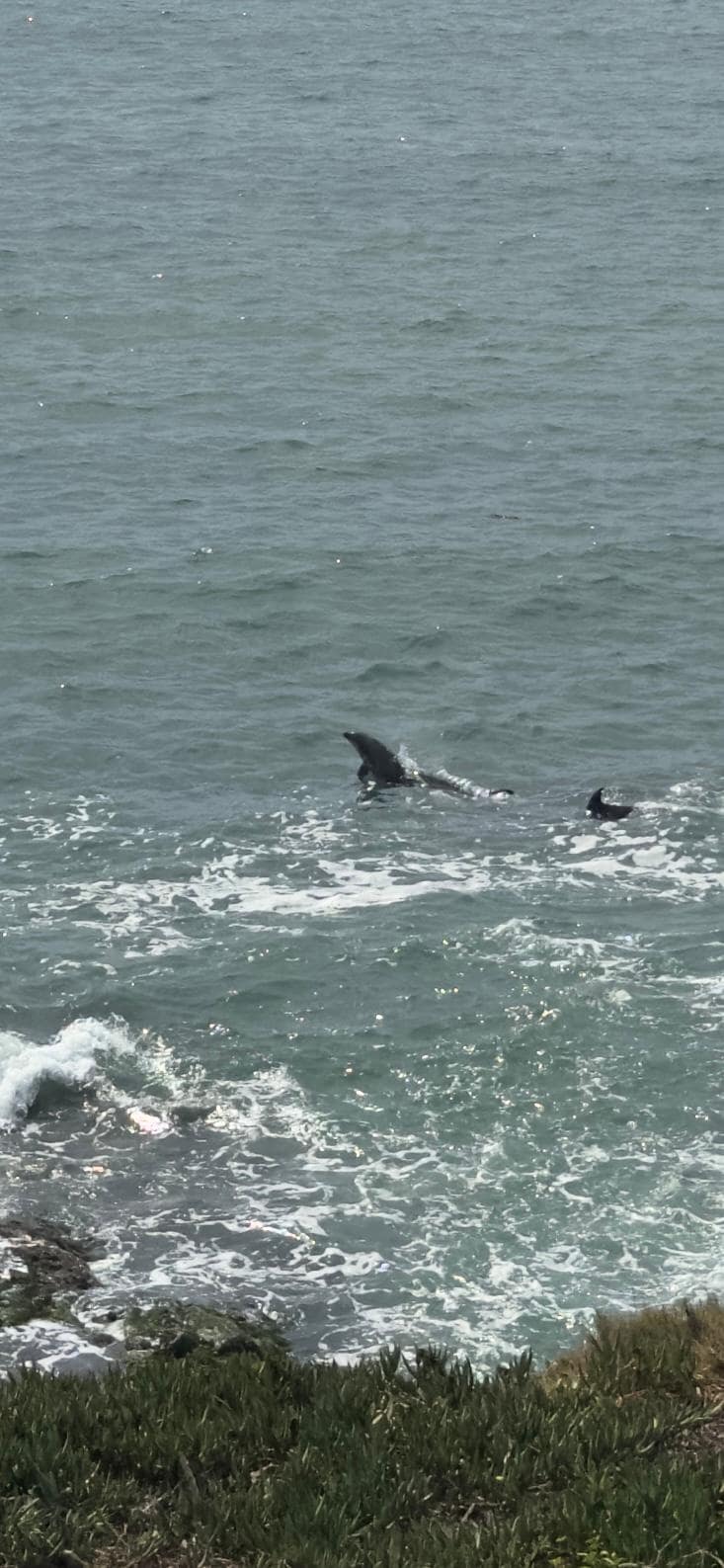 Happy dolphins saying hello 