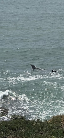 Happy dolphins saying hello