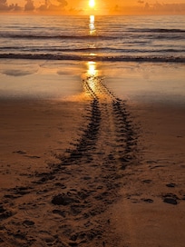 Sea turtle tracks headed back to sea after laying her eggs
