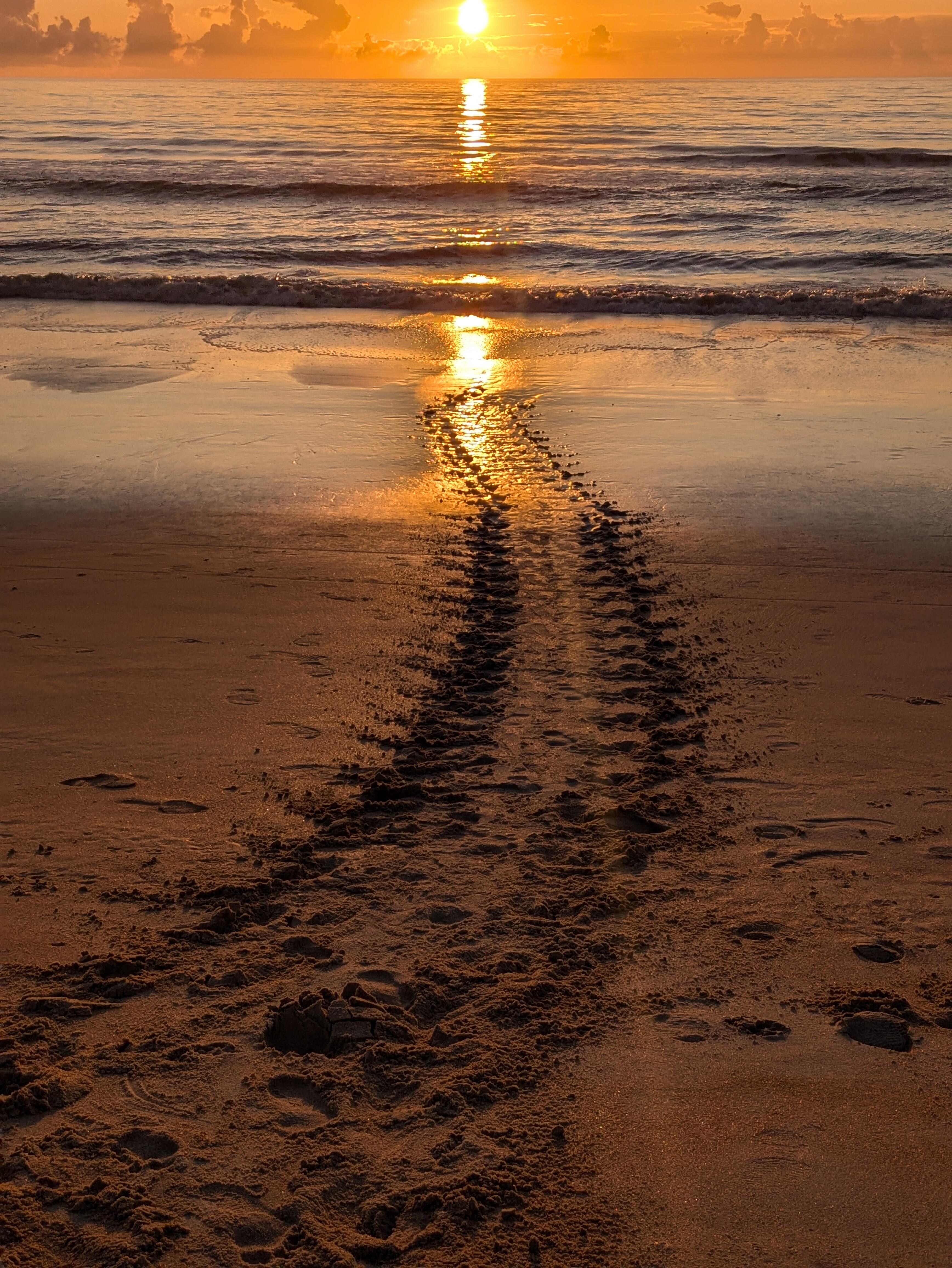 Sea turtle tracks headed back to sea after laying her eggs
