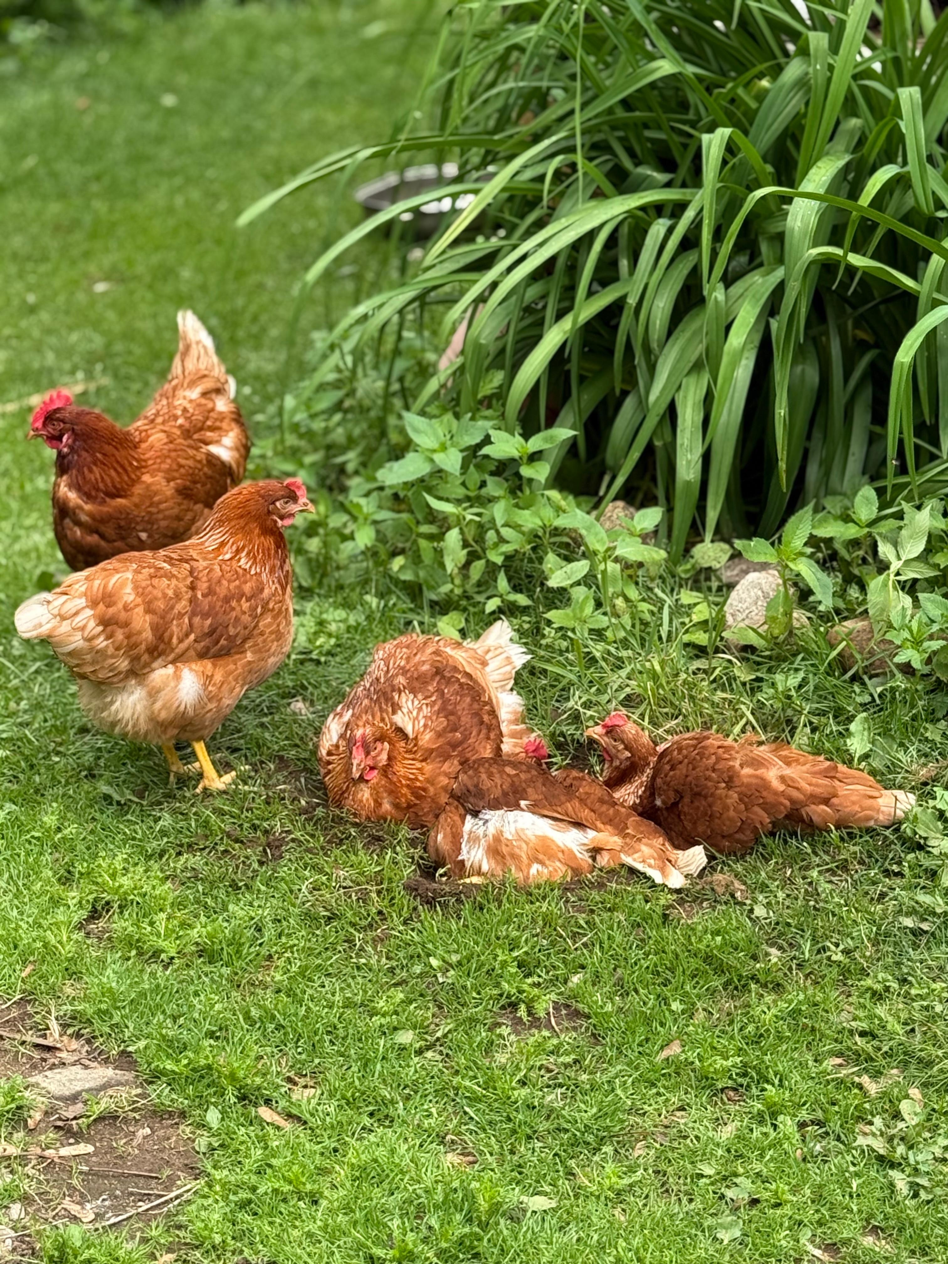The ladies that produce the delicious eggs for breakfast