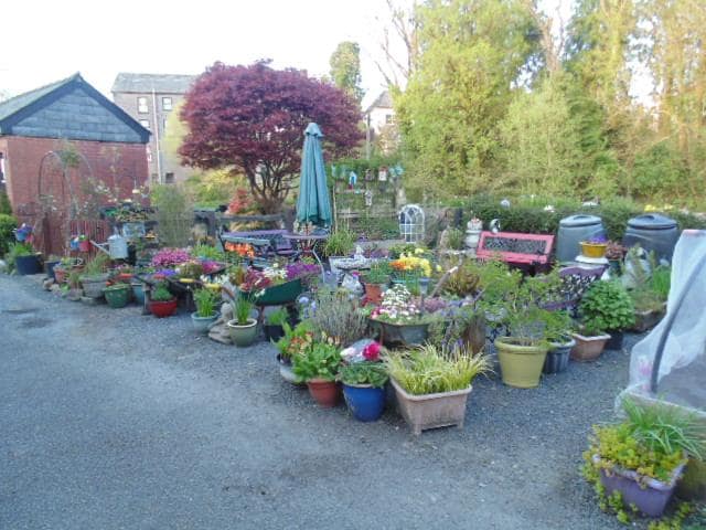 Plant sales just across the river from the hotel
