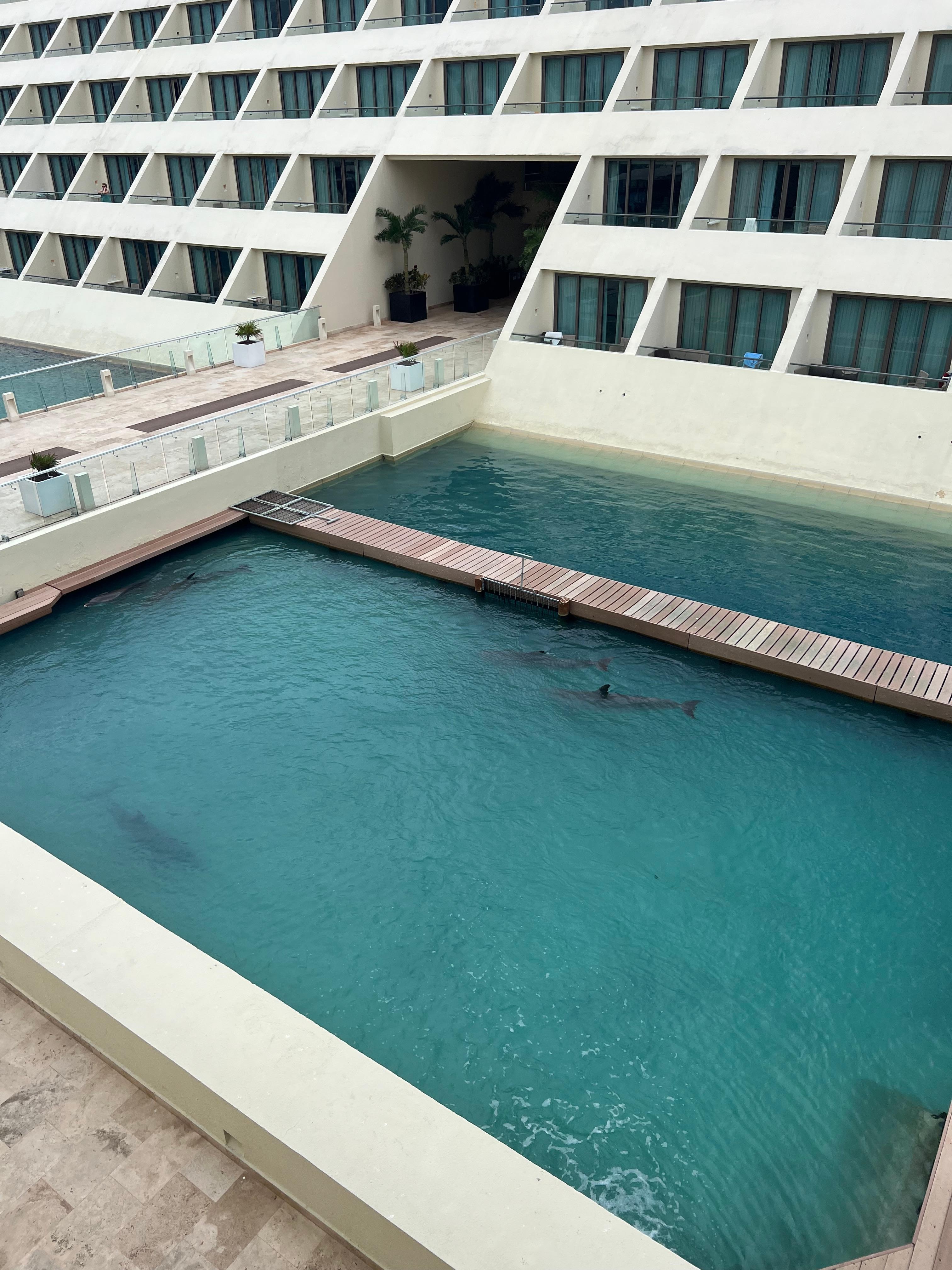 The dolphin pool