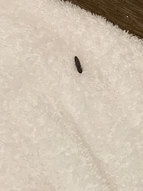 Rat droppings on towel in bathroom