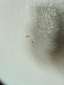 Boogers on the wall.