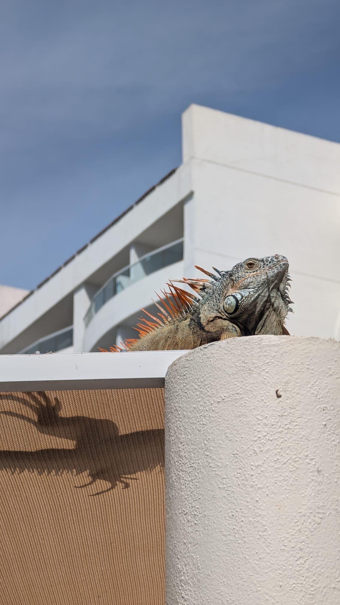 Friendly slow moving iguanas.