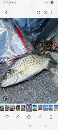 Stripped bass