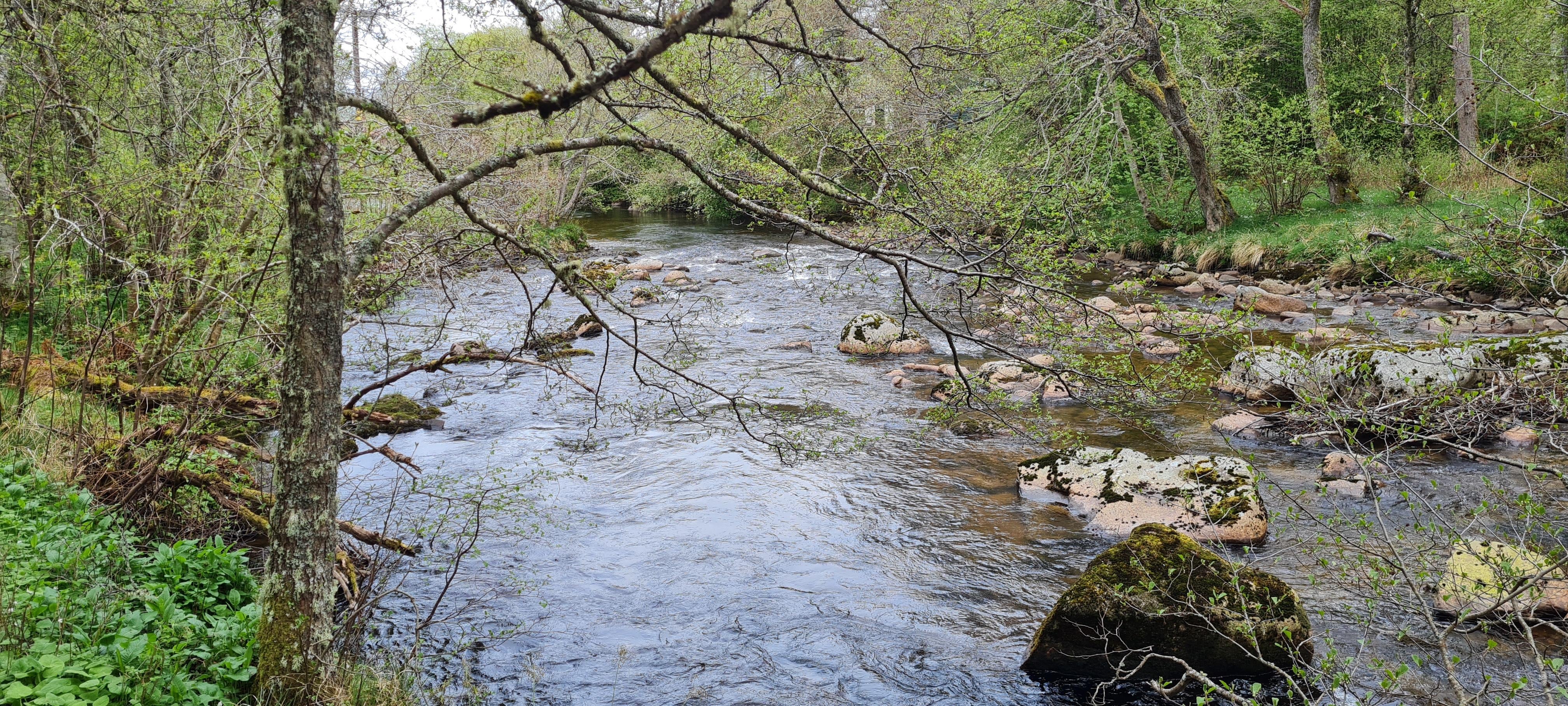 River Nethy