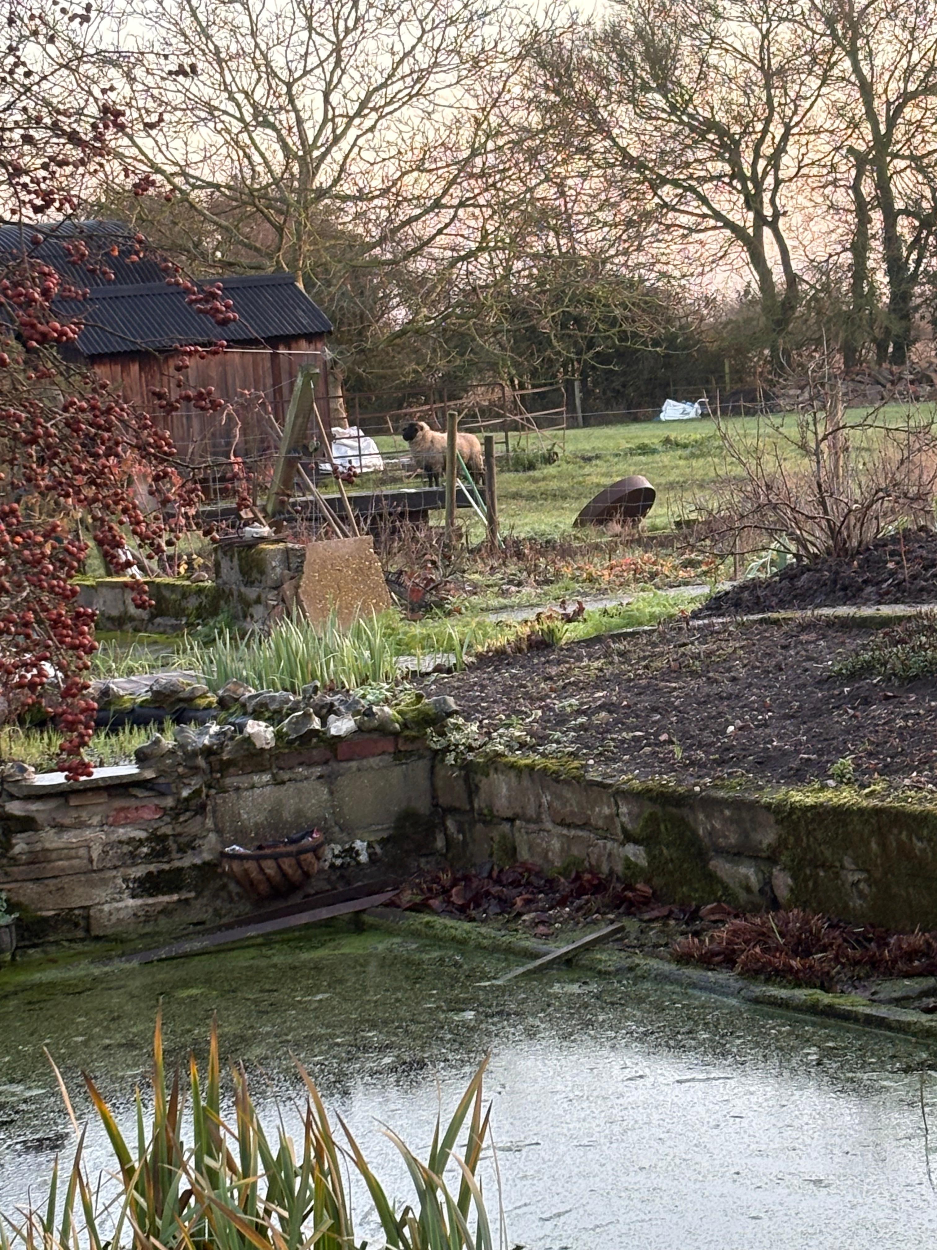 The local neighbours - out every morning and watching you swim