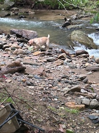 Sawyer loved swimming and playing in the river/creek