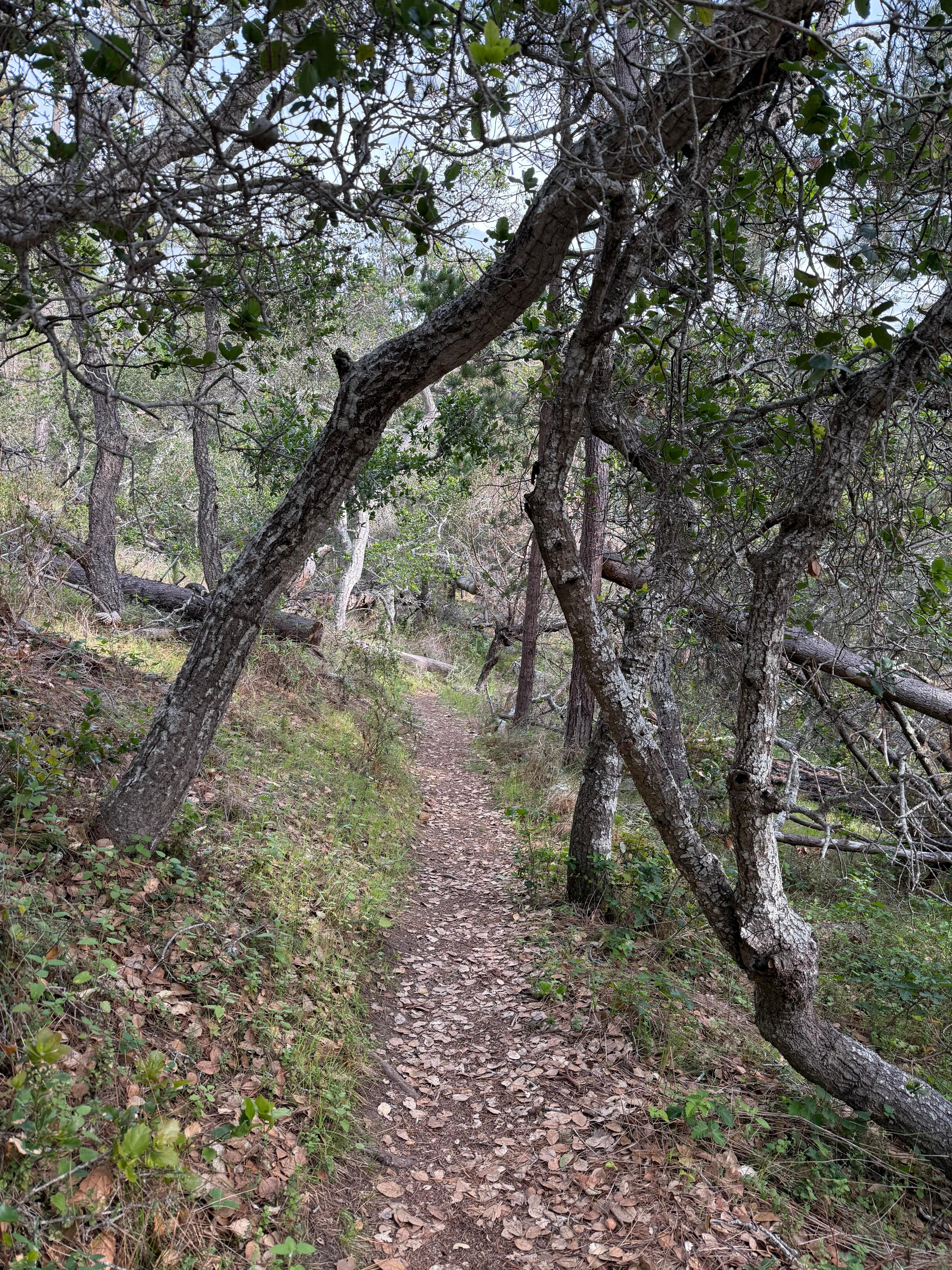 The Strawberry Canyon trail, just at the end of the block… maybe 1/4 mi from house