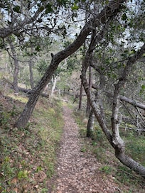 The Strawberry Canyon trail, just at the end of the block… maybe 1/4 mi from house