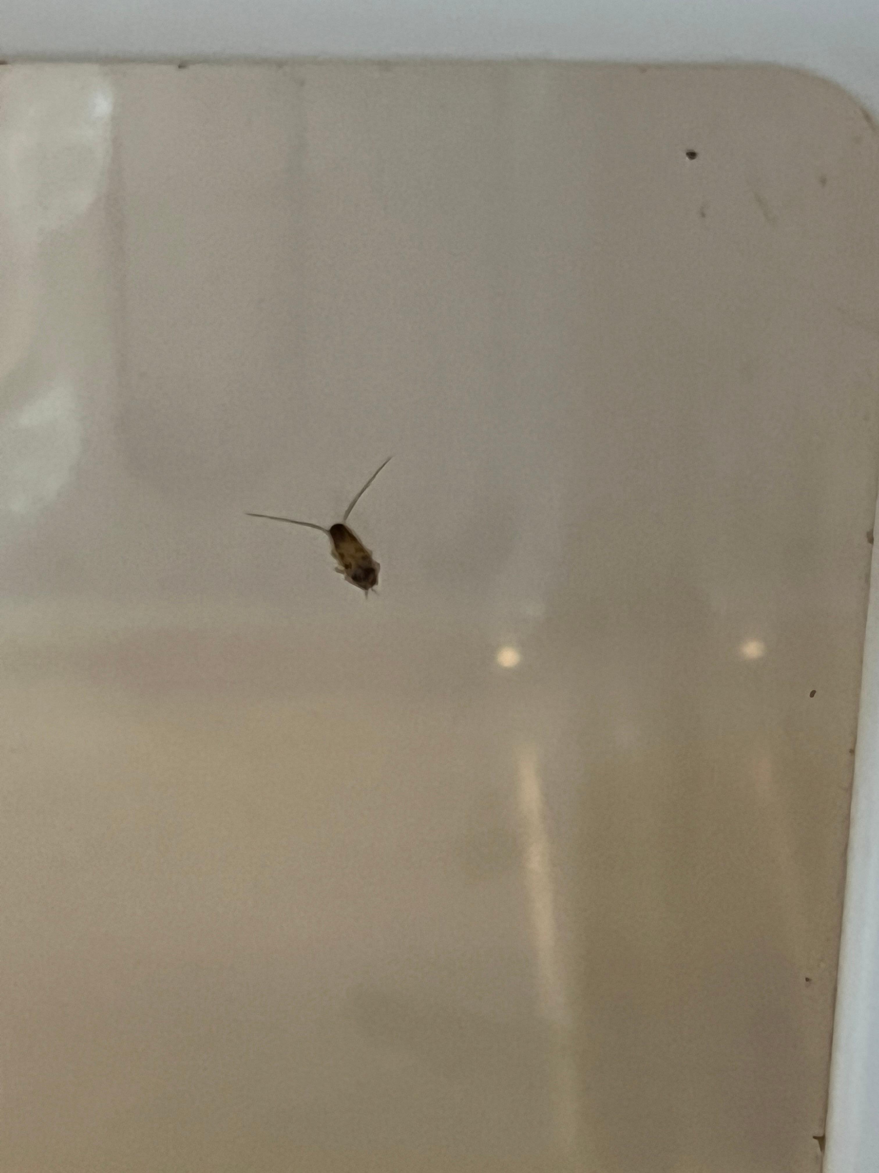 this was in the refrigerator after the the cleaning lady was sent to “poison the roaches”