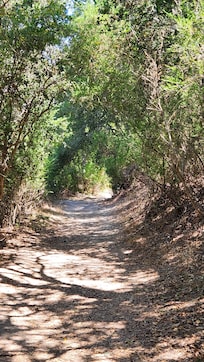 Into the woods.