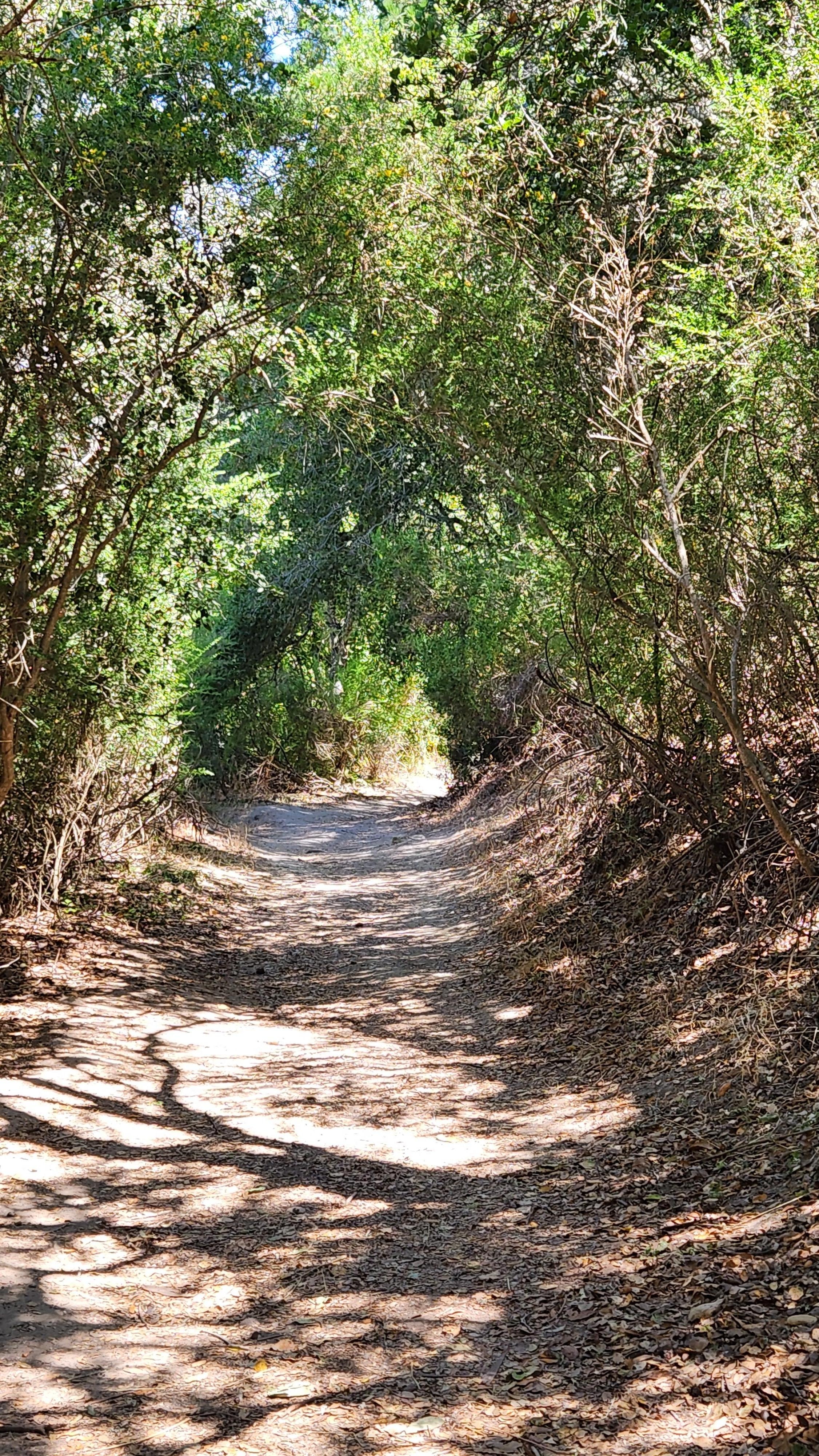 Into the woods.